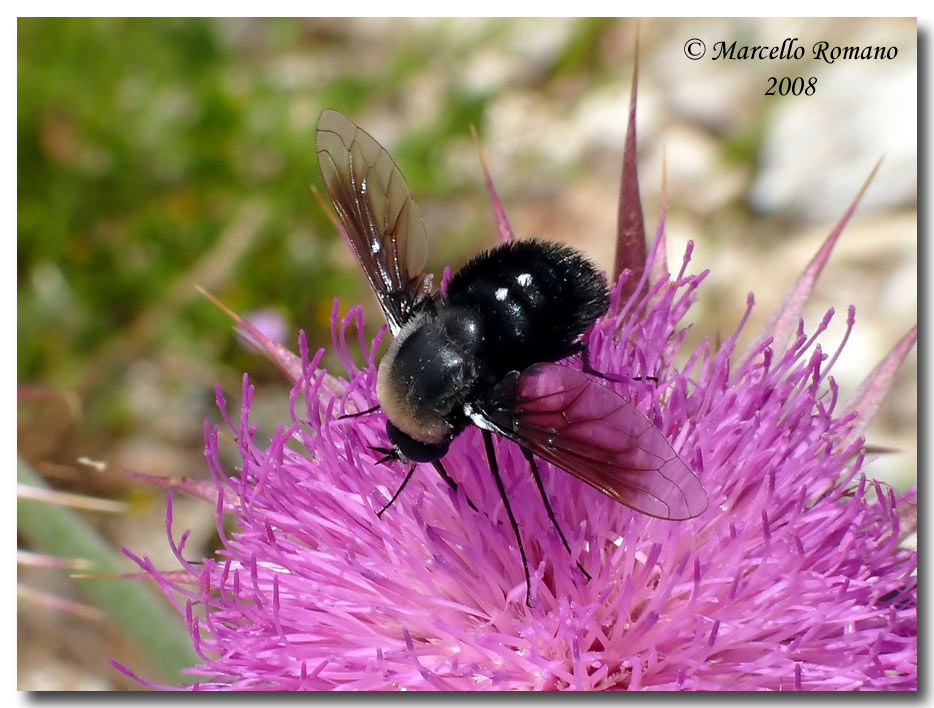 Insetti dalla Croazia: 20. Ditteri (specie diverse)